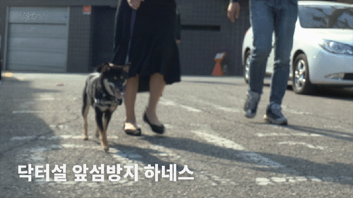 닥터설 앞섬방지 하네스 세트-상품이미지-8