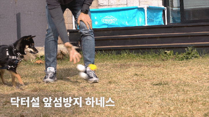 닥터설 앞섬방지 하네스 세트-상품이미지-6